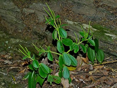 Peperomia japonica, photographed by Jacy Chen