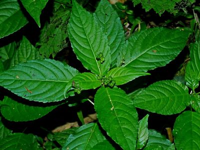 Mercurialis leiocarpa, photographed by Jacy Chen