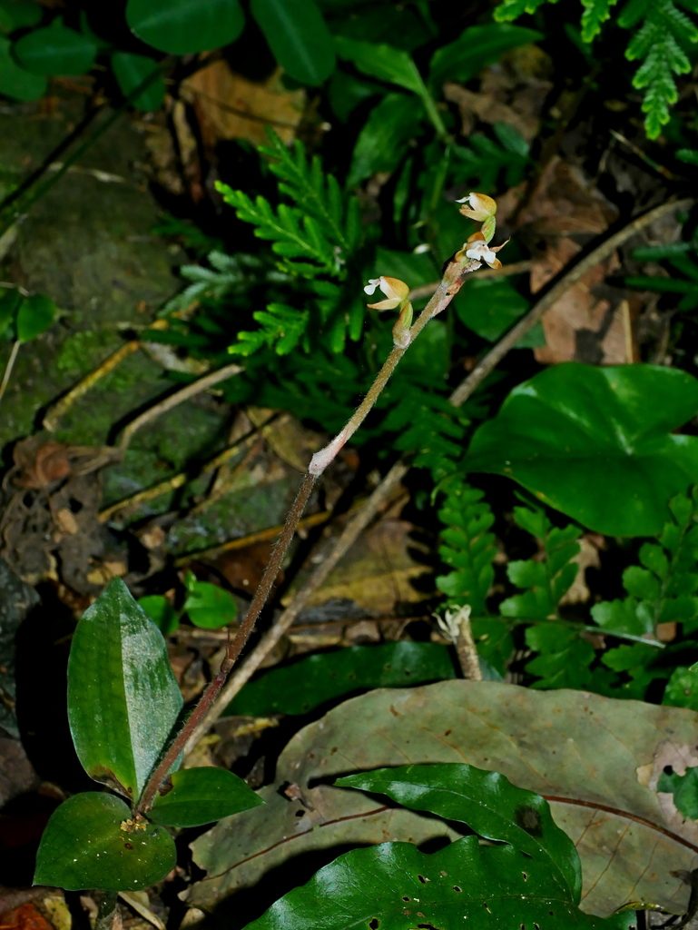 Zeuxine nervosa, photographed by Jacy Chen