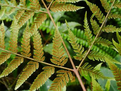 Ctenitis subglandulosa, photographed by Jacy Chen