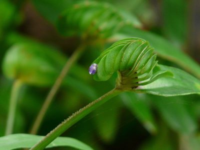 Cyanotis cristata, photographed by Dinesh Valke