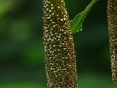 Cenchrus americanus, photographed by Dinesh Valke