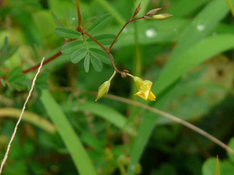 Smithia salsuginea, photographed by Dinesh Valke