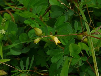 Smithia salsuginea, photographed by Dinesh Valke