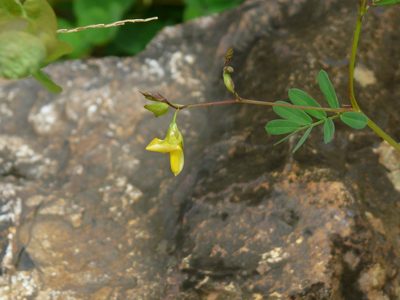 Smithia salsuginea, photographed by Dinesh Valke
