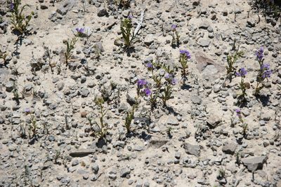 Phacelia corrugata, photographed by Wendy St. John