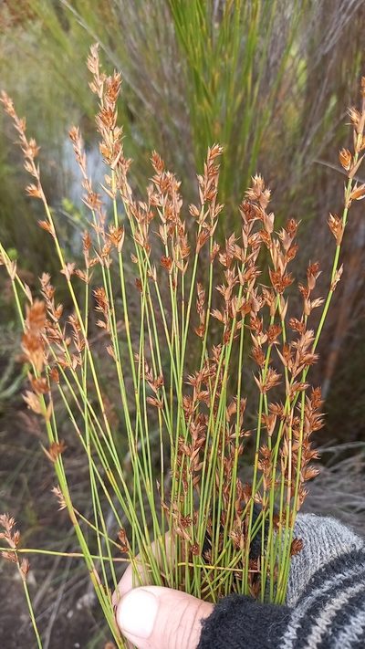 Platycaulos callistachyus, photographed by kevin koen