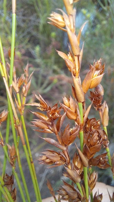 Platycaulos callistachyus, photographed by kevin koen
