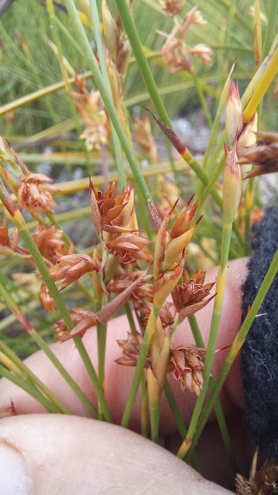 Mastersiella purpurea, photographed by kevin koen