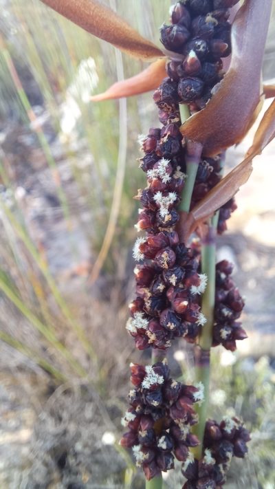 Elegia galpinii, photographed by kevin koen