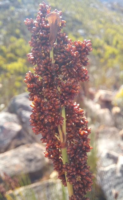 Elegia galpinii, photographed by kevin koen