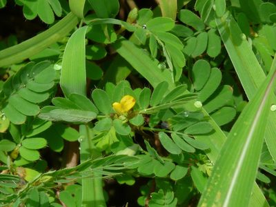 Smithia conferta, photographed by Dinesh Valke