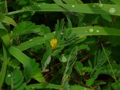 Smithia conferta, photographed by Dinesh Valke