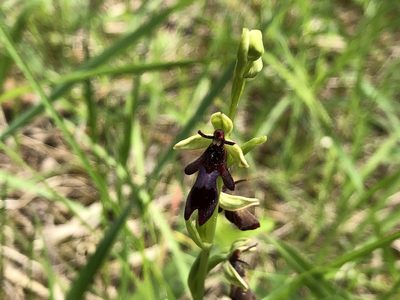 Ophrys insectifera, photographed by Jason Grant
