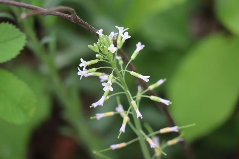 Boechera grahamii, photographed by Henry "Nick" Robertson