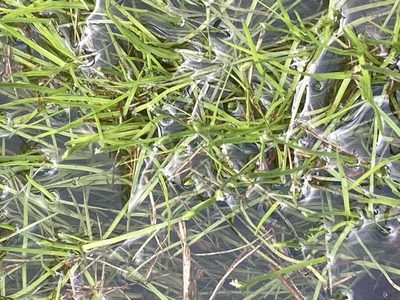 Isolepis fluitans, photographed by Andre Hosper