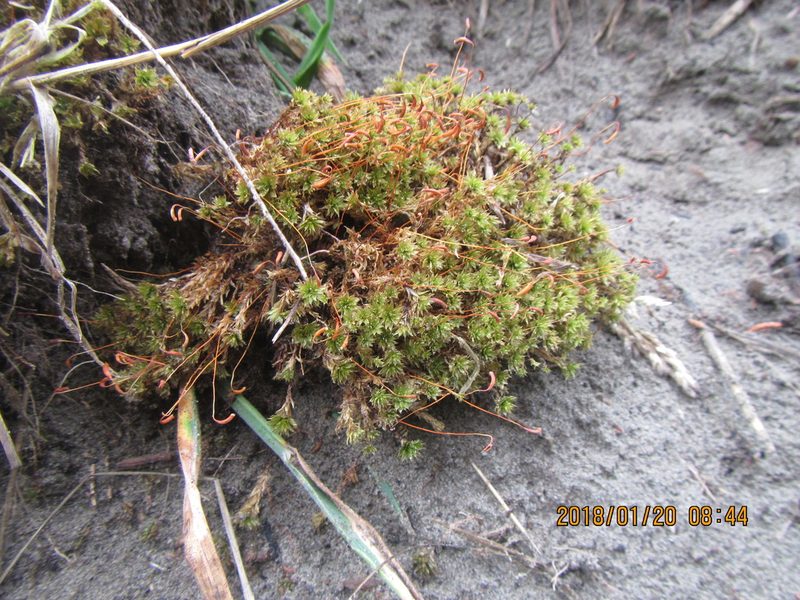 Rosulabryum truncorum, photographed by Arnim Littek
