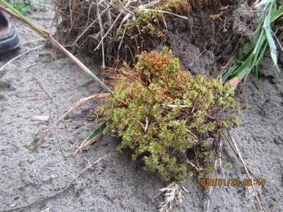 Rosulabryum truncorum, photographed by Arnim Littek