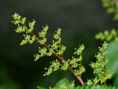 Laportea aestuans, photographed by Jacy Chen