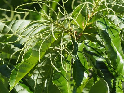 Castanea mollissima, photographed by mefisher