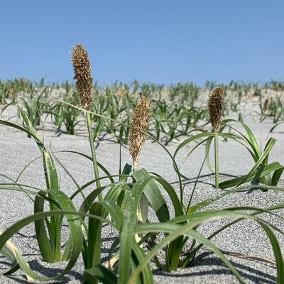 Carex kobomugi, photographed by kamataryo