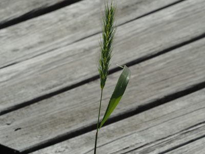 Elymus macgregorii, photographed by mefisher