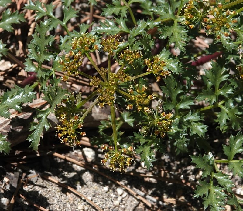 Tauschia parishii, photographed by desertnaturalist