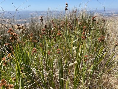 Juncus xiphioides, photographed by Leah Gardner
