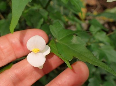 Begonia dregei, photographed by Peter Warren