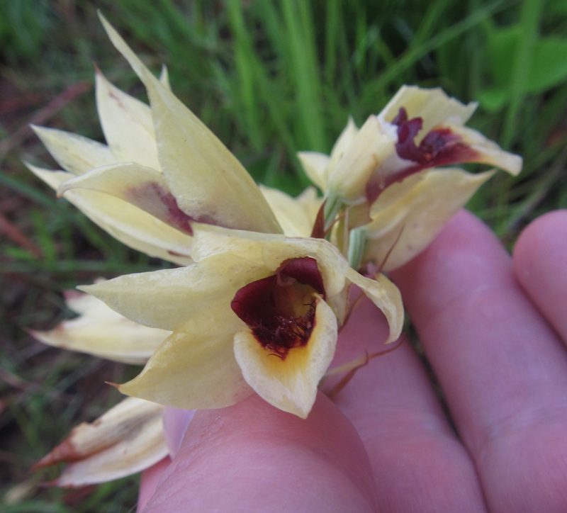 Eulophia welwitschii, photographed by Robert Taylor