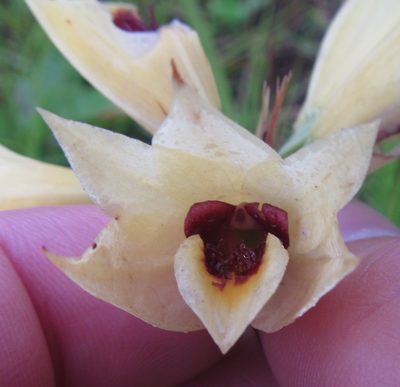 Eulophia welwitschii, photographed by Robert Taylor