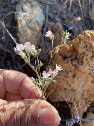 Linum californicum, photographed by Leah Gardner
