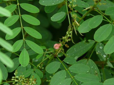 Indigofera tinctoria, photographed by Dinesh Valke