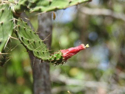 Opuntia inaperta, photographed by Luis Mora