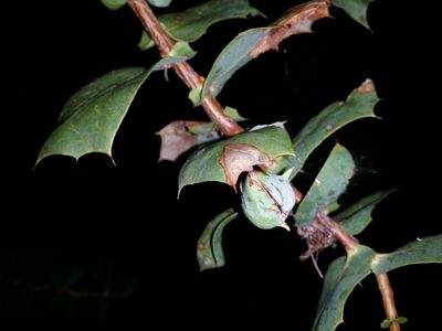 Hakea prostrata, photographed by Helium Luo
