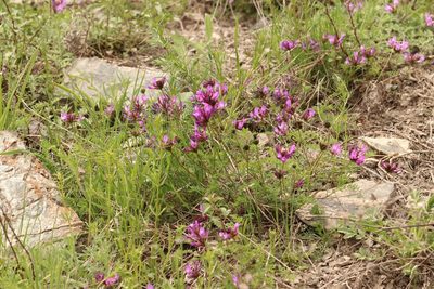 Astragalus ceratoides, photographed by Nina Filippova