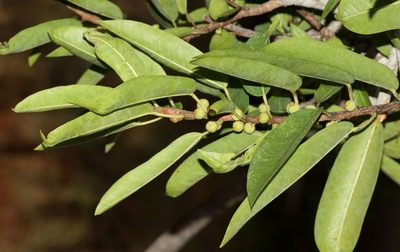 Ficus salicifolia, photographed by Alan Manson