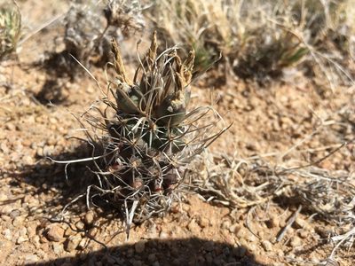Sclerocactus papyracanthus, photographed by Cecelia Alexander