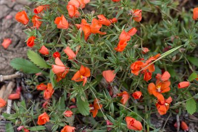 Lysimachia collina, photographed by Tim Johnson