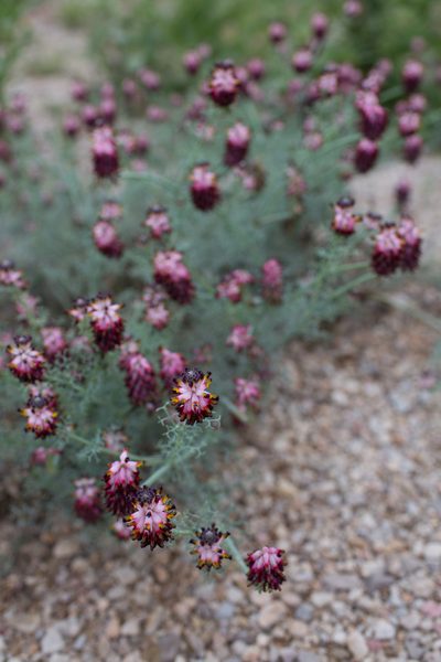 Platycapnos spicatus, photographed by Tim Johnson