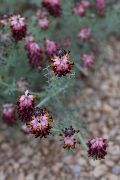 Platycapnos spicatus, photographed by Tim Johnson