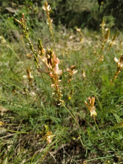 Onobrychis saxatilis, photographed by Joan C. Hinojosa
