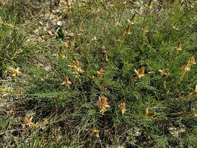 Onobrychis saxatilis, photographed by Joan C. Hinojosa