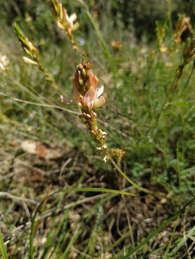 Onobrychis saxatilis, photographed by Joan C. Hinojosa