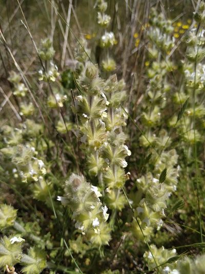 Sideritis hirsuta, photographed by Joan C. Hinojosa