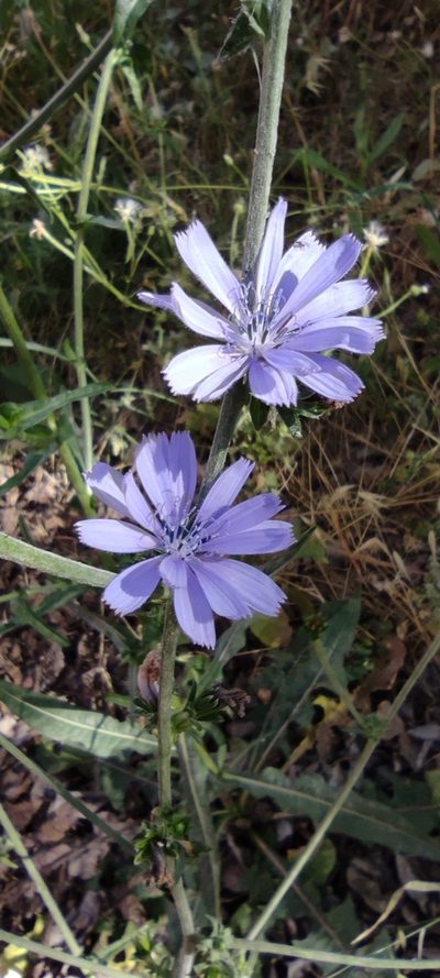Cichorium endivia, photographed by Santiago Martín-Bravo