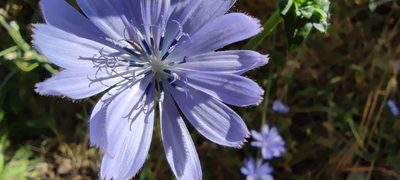 Cichorium endivia, photographed by Santiago Martín-Bravo