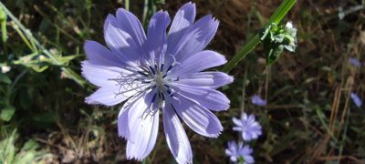 Cichorium endivia, photographed by Santiago Martín-Bravo