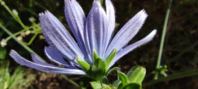 Cichorium endivia, photographed by Santiago Martín-Bravo