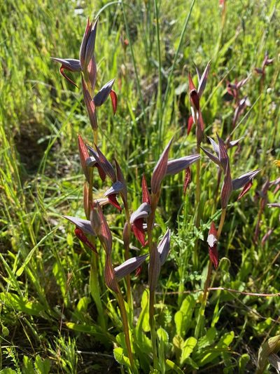 Serapias strictiflora, photographed by João Ribeiro Vaz